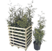 Twee groene thuja's, één in een houten kuip en één in een pot.