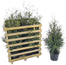 Levensboomset in houten container en afzonderlijk in pot