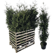 Thuja haag in houten krat en solitaire plant in pot