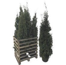 Meerdere Thuja planten in een houten bak en een Thuja plant in een pot