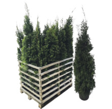 Verschillende Thuja planten in een houten pallet.