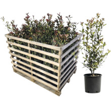 Pallet met laurierrozen en enkele laurierroos in pot