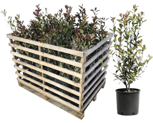 Pallet met laurierrozen en enkele laurierroos in pot