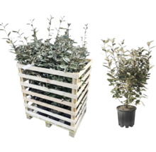 Olijfwilg planten in een houten kist en een pot