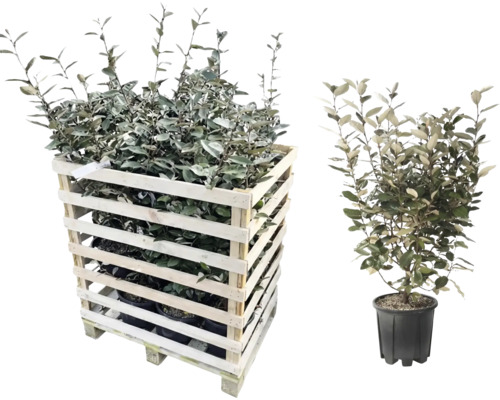 Olijfwilg planten in een houten kist en een pot