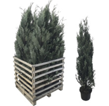 Cypressen set voor de tuin, één in een houten kuip, de andere in een pot