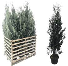 Meerdere zuilcipressen in een houten frame en een enkele zuilcipres in een pot.