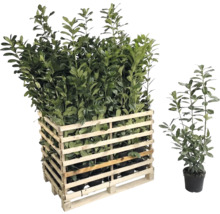 Pallet met laurierkersplanten en afzonderlijke laurierkersplant in pot