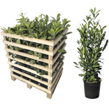 Laurierplanten in houten kist en enkele pot