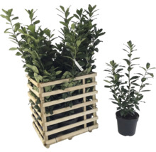 Laurierkers in houten kist en afzonderlijke pot