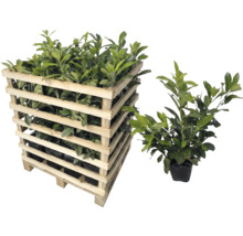 Laurierplanten in houten container en individueel in pot