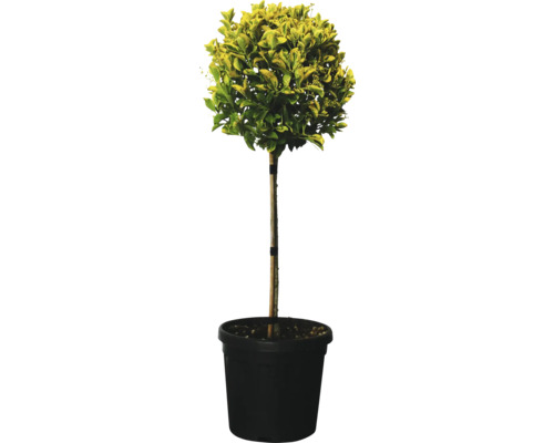 FLORASELF Euonymus japonicus 'Elegantissima Aurea' H 100 cm Groenblijvende kardinaalsmuts in pot voor de tuin