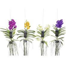 Hangende ANSU orchideeën in verschillende kleuren