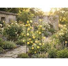 Tuinscène met rozenboog, gele rozen en decoratieve vlinders