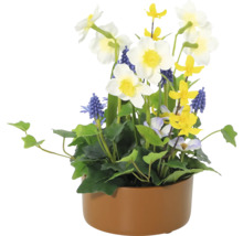 Decoratief bloemstuk met narcissen, blauwe druifjes en diverse groene planten in een plantenbak.