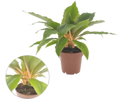 Kamerplant Chlorophytum amaniense Fire Flash met opvallende oranje bladstelen en groene bladeren in een kweekpot.
