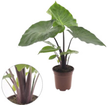 Kamerplant Alocasia met grote groene bladeren en donkere stengels in een bruine pot inclusief detailopname van de stengels.