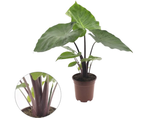 Kamerplant Alocasia met grote groene bladeren en donkere stengels in een bruine pot inclusief detailopname van de stengels.