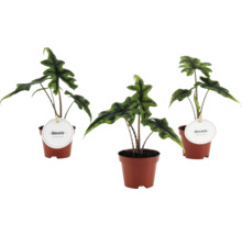 Drie Alocasia kamerplanten in bruine kunststof potten met gestreepte stelen en opvallend gegolfde groene bladeren.