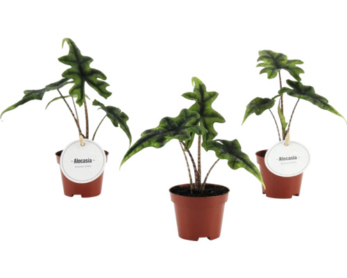 Drie Alocasia kamerplanten in bruine kunststof potten met gestreepte stelen en opvallend gegolfde groene bladeren.