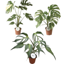 Drie verschillende Monstera kamerplanten in terracotta-gekleurde potten, met groene en bonte bladeren.
