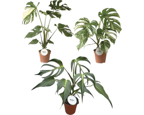 Drie verschillende Monstera kamerplanten in terracotta-gekleurde potten, met groene en bonte bladeren.
