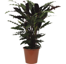 Kamerplant Calathea rufibarba met golvende bladeren in bruine kunststof pot