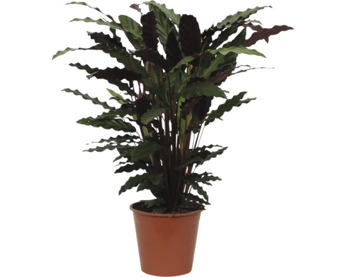 Kamerplant Calathea rufibarba met golvende bladeren in bruine kunststof pot