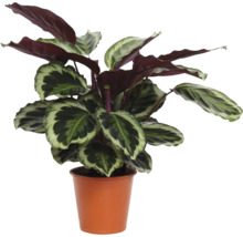 Calathea kamerplant in een terracotta plastic pot met patroonbladeren.