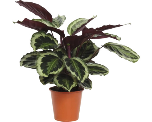 Calathea kamerplant in een terracotta plastic pot met patroonbladeren.