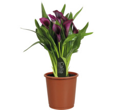 Calla Zantedeschia kamerplant met donkerpaarse bloemen en groene bladeren in een bruine kweekpot.