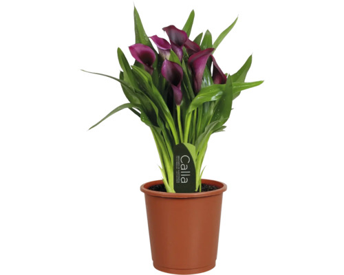 Calla Zantedeschia kamerplant met donkerpaarse bloemen en groene bladeren in een bruine kweekpot.