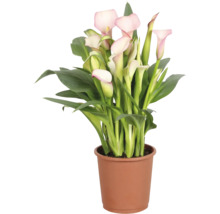 Calla Zantedeschia in een bruine kunststof pot met groene bladeren en roze bloemen.