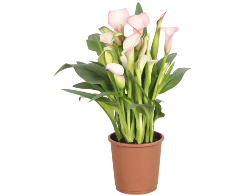 Calla Zantedeschia in een bruine kunststof pot met groene bladeren en roze bloemen.