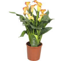 Calla Zantedeschia kamerplant met gele bloemen en gespikkelde groene bladeren in een bruine kunststof pot.