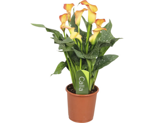 Calla Zantedeschia kamerplant met gele bloemen en gespikkelde groene bladeren in een bruine kunststof pot.