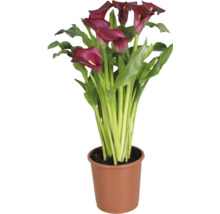 Zantedeschia Calla met donkerrode bloemen en groene bladeren in een bruine plastic pot.