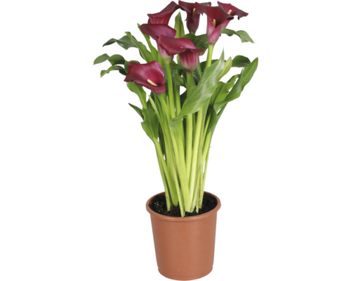 Zantedeschia Calla met donkerrode bloemen en groene bladeren in een bruine plastic pot.
