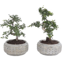 Twee kamerbonsai Carmona retusa in ronde potten met reliëfstructuur.