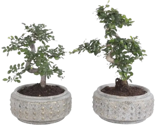 Twee kamerbonsai Carmona retusa in ronde potten met reliëfstructuur.
