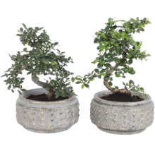Twee bonsai bomen in ronde, gestructureerde potten van aardewerk.
