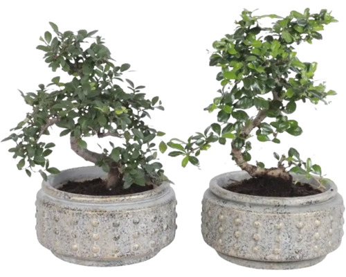 Twee bonsai bomen in ronde, gestructureerde potten van aardewerk.