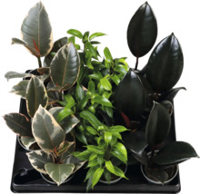 Assortiment van diverse Ficus kamerplanten in potten, zoals de rubberplant en treurficus, in een zwarte kunststof tray.