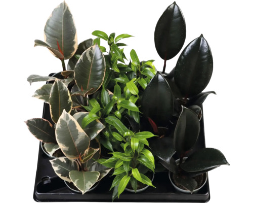 Assortiment van diverse Ficus kamerplanten in potten, zoals de rubberplant en treurficus, in een zwarte kunststof tray.