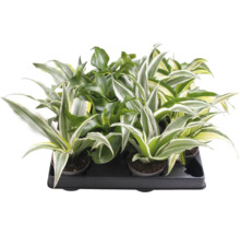Dracaena-mix met meerkleurige bladeren in een zwarte transporttray.