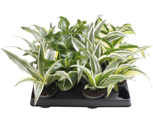 Dracaena-mix met meerkleurige bladeren in een zwarte transporttray.