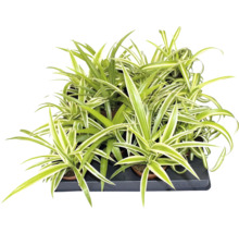 Graslelie Chlorophytum comosum in een kweektray met groen-witte bladeren.
