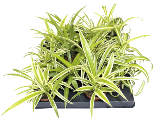 Graslelie Chlorophytum comosum in een kweektray met groen-witte bladeren.