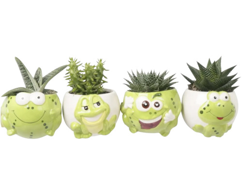 Vier verschillende mini vetplanten in keramieken potten in de vorm van kikkers met diverse gezichtsuitdrukkingen.
