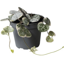 Ceropegia woodii kamerplant met hartvormige zilvergrijze bladeren in een donkergrijze kunststof pot.